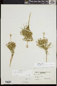 Diphasiastrum tristachyum image