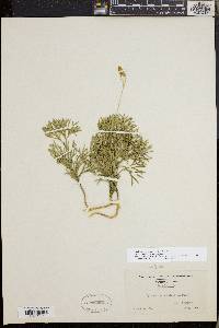 Diphasiastrum tristachyum image