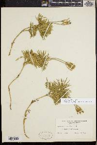 Diphasiastrum tristachyum image