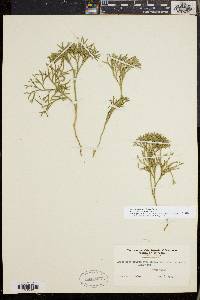 Diphasiastrum tristachyum image