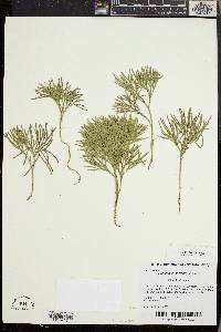 Diphasiastrum tristachyum image