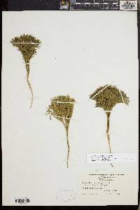 Diphasiastrum tristachyum image