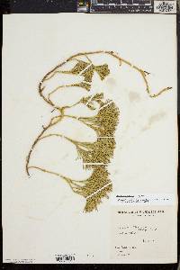 Diphasiastrum tristachyum image