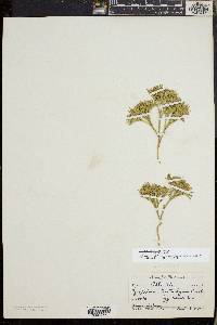 Diphasiastrum tristachyum image