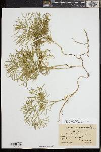 Diphasiastrum tristachyum image