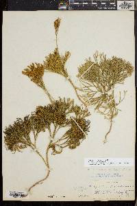 Diphasiastrum tristachyum image