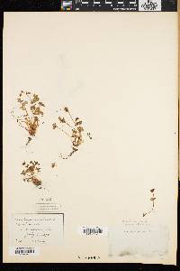 Saxifraga rivularis image