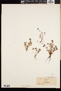 Saxifraga rivularis image