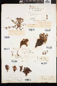 Saxifraga rivularis image