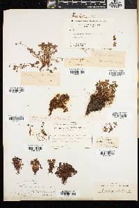 Saxifraga rivularis image