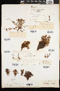 Saxifraga rivularis image