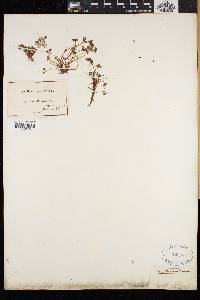 Saxifraga rivularis image