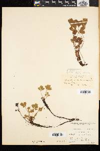 Sibbaldia procumbens image