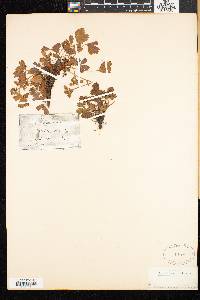 Sibbaldia procumbens image