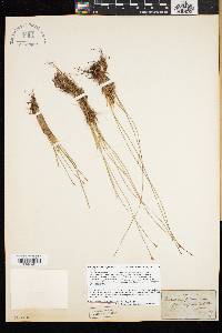 Trichophorum cespitosum image