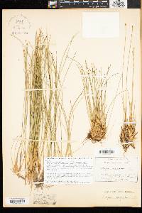 Trichophorum cespitosum image