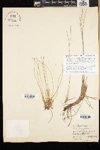 Trichophorum cespitosum image