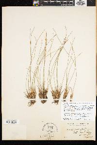 Trichophorum cespitosum image