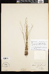 Trichophorum cespitosum image