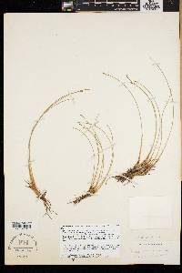 Trichophorum cespitosum image