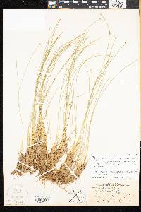 Trichophorum cespitosum image