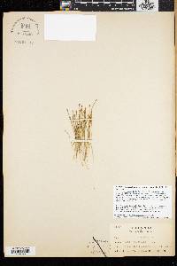Trichophorum cespitosum image