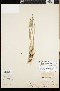 Trichophorum cespitosum image