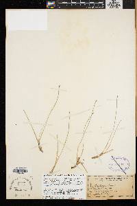 Trichophorum cespitosum image