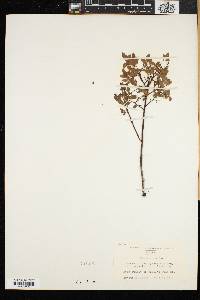 Vaccinium angustifolium image