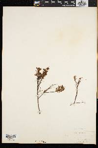 Vaccinium angustifolium image