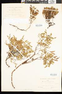 Vaccinium angustifolium image