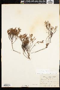Vaccinium boreale image