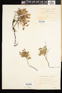 Vaccinium caespitosum image