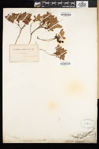 Vaccinium caespitosum image