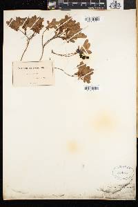 Vaccinium caespitosum image