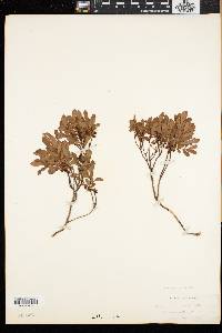 Vaccinium caespitosum image