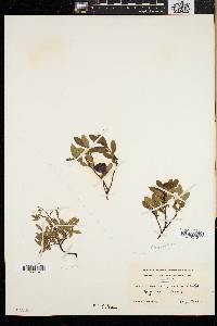 Vaccinium caespitosum image