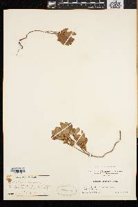 Vaccinium caespitosum image