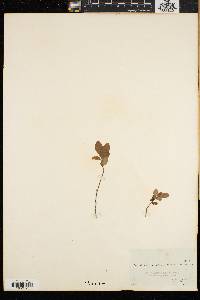 Vaccinium caespitosum image