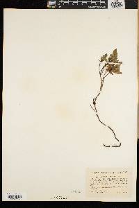 Vaccinium cespitosum image