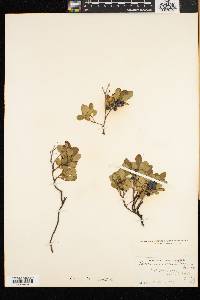 Vaccinium caespitosum image