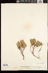 Vaccinium caespitosum image
