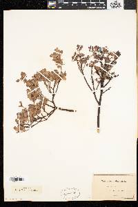 Vaccinium uliginosum image