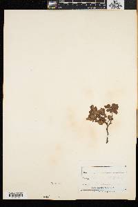 Vaccinium uliginosum image