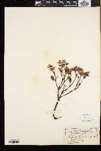 Vaccinium uliginosum image