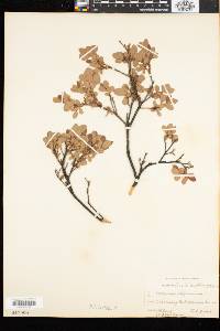 Vaccinium uliginosum image