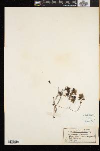 Vaccinium vitis-idaea image