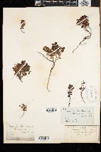 Vaccinium vitis-idaea image