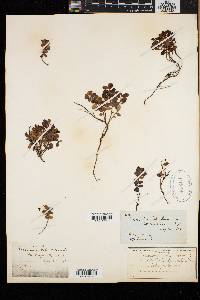 Vaccinium vitis-idaea image