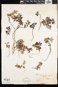 Vaccinium vitis-idaea image